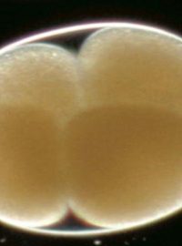 Embryo v raném stádiu