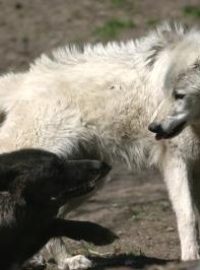 Černí vlci žijí spíše v lesích, zatímco domovem bílých vlků je tundra
