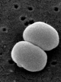 Bakterie Staphylococcus epidermidis