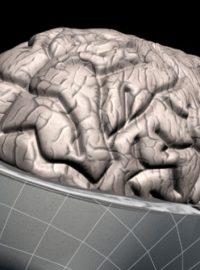 Mozek