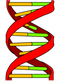 Deoxyribonukleová kyselina (DNA)