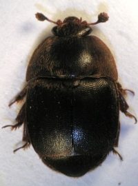 Lesknáček úlový (Aethina tumida)