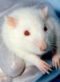 Laboratorní potkan