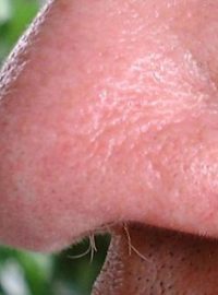 Lidský nos