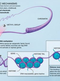 Methylace DNA