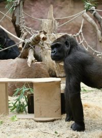 Bikira poprvé s pražskými gorilami