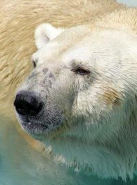 Lední medvěd (ilustrační foto)