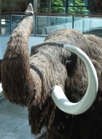 Model mamuta srstnatého (Mammuthus primigenius) v Pavilonu Anthropos