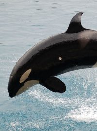Kosatka dravá (Orcinus orca)