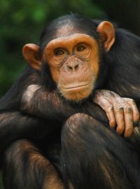 Šimpanzice Bambari