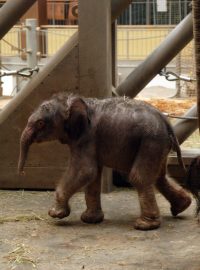 První sloní mládě v Zoo Ostrava