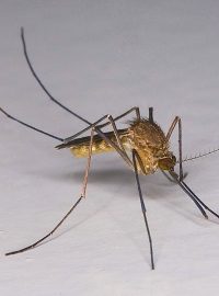 Komár písklavý