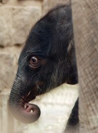 Slůně je samička a je o poznání větší než sameček, který se v zoo narodil před měsícem slonici Vishesh