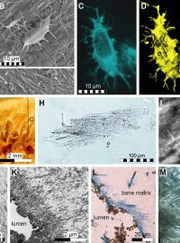 Zbytky tkáně v kosti 70 milionů let starého mořského plaza