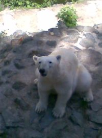 Lední medvěd v brněnské ZOO
