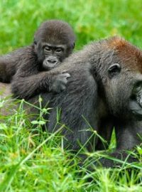Goril nížinných ve volné přírodě rychle ubývá. Na vině je samozřejmě člověk