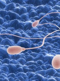 Spermie, ilustrační obrázek