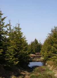Revitalizované rašeliniště Cínovecký hřbet v Krušných horách