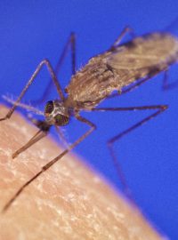 Komár Anopheles gambiae