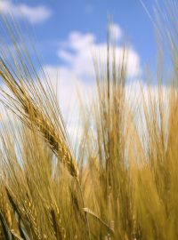 Pšenice, ilustrační obrázek