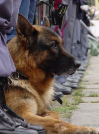 Policejní pes, ilustrační obrázek