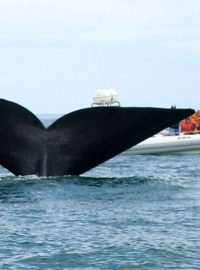 Ocas velryby, ilustrační foto