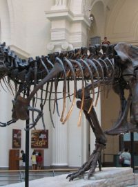 Největší kostra tyranosauří samičky Sue z přírodovědeckého muzea Field v Chicagu