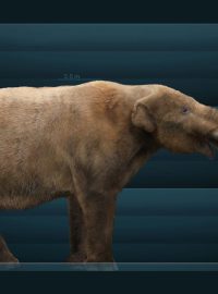 Rekonstrukce podoby severoamerického mastodonta (Mammut americanum)