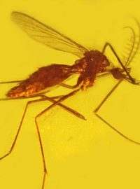 Komár v jantaru, stáří 100 milionů let