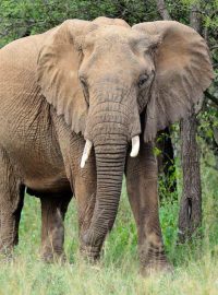 Sloni ubývají také v savanách střední Afriky