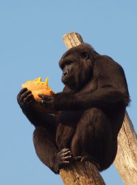 Gorily nížinné Tadao a Shinda dočasně opustí ZOO Dvůr Králové