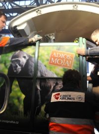 První gorilí mládě odchované v pražské zoologické zahradě samice Moja odcestovala z pražského letiště v Ruzyni do zoologické zahrady ve španělském parku Cabárceno