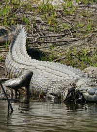 Krokodýl nilský obývá pobřežní oblasti západního Madagaskaru