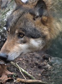 Vlk eurasijský