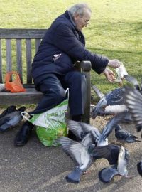 Důchodce krmí v parku holuby