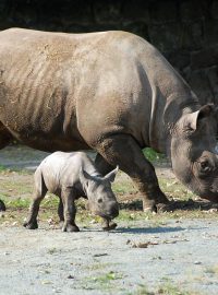 Mládě Etoshi - nosorožči v ZOO Dvůr Králové nad Labem