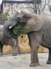 Sloni se přetahují o nepoužité vánoční stromky
