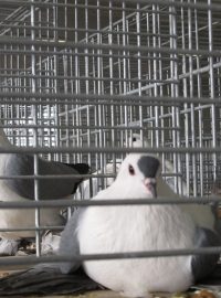 Vystavení holubi na výstavě Náš chovatel