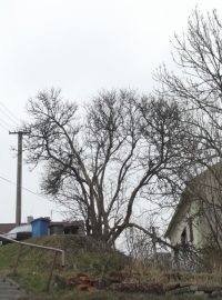 Hořovice, kácení stromů