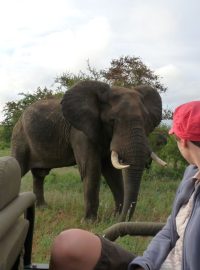 Klára Škodová pozorovala slony v Timbavati v Jihoafrické republice