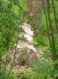 Jeden z bobrem okousaných stromů u březolupského rybníka