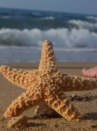 dovolená u moře - léto - mořská hvězdice
