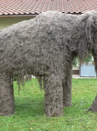 Replika představuje asi patnáctiletého mamuta