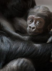 Nuru je zatím posledním přírůstkem v pražské skupině goril