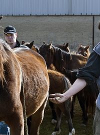 Dražba týraných koní v Rousínově u Rakovníka
