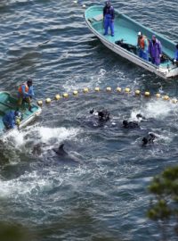 Japonští rybáři loví delfíny uvězněné v zátoce u města Taidži