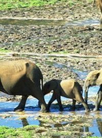 Sloni v rezervaci Dzanga-Sangha