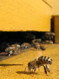Včely na česně