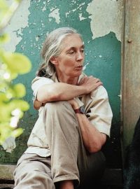 Doktorka Jane Goodall se šimpanzem Freudem v rezervaci Gombe