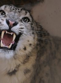 Sněžný levhart Fiči míří z jihlavské zoo do Indie
